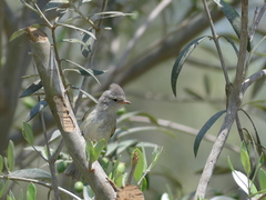 Camptostoma obsoletum
