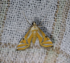 Eristena bifurcalis