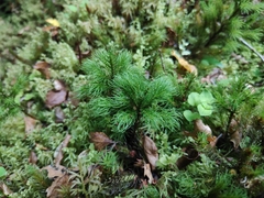 Dendroligotrichum tongariroense