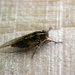 Kikihi Cicadas - Photo (c) d_kluza, some rights reserved (CC BY-NC-ND), uploaded by d_kluza