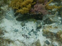 Notolabrus parilus