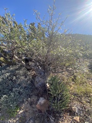 Pachycormus discolor