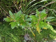 Olearia avicenniifolia