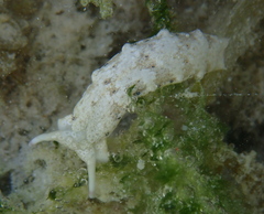 Plakobranchus ocellatus