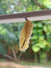 Methona themisto