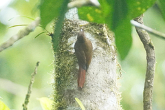 Glyphorynchus spirurus