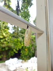 Methona themisto
