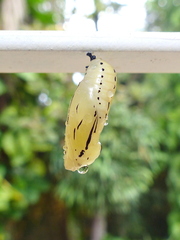 Methona themisto