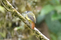 Myiotriccus ornatus
