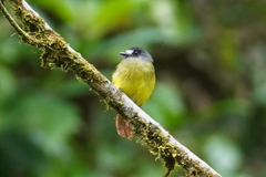 Myiotriccus ornatus