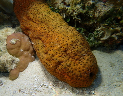 Stichopus