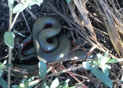 Diadophis punctatus modestus
