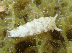 Plakobranchus ocellatus