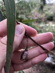 Eucalyptus tricarpa