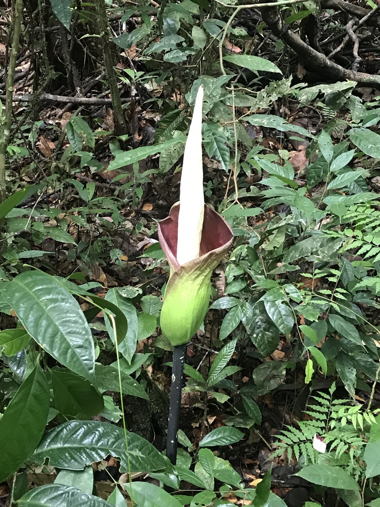 Amorphophallus hewittii from Sarawak, Malaysia on September 12, 2018 at ...