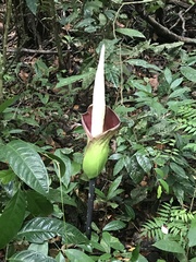 Amorphophallus hewittii