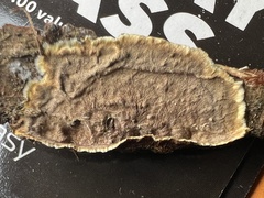 Veluticeps abietina