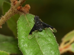 Anthrax dolabratus