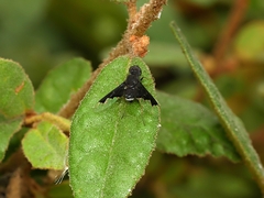 Anthrax dolabratus