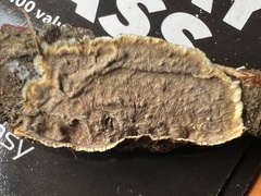 Veluticeps abietina