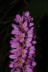 Francoa appendiculata