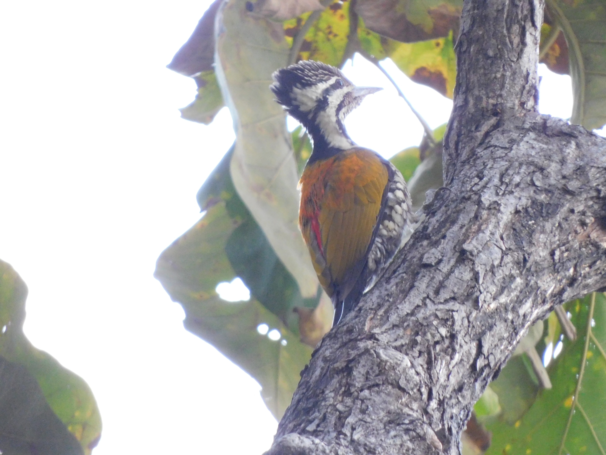 Himalayan Flameback (Dinopium shorii), photo 2