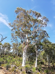 Eucalyptus accedens