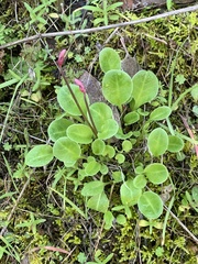 Dodecatheon