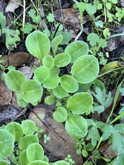 Dodecatheon