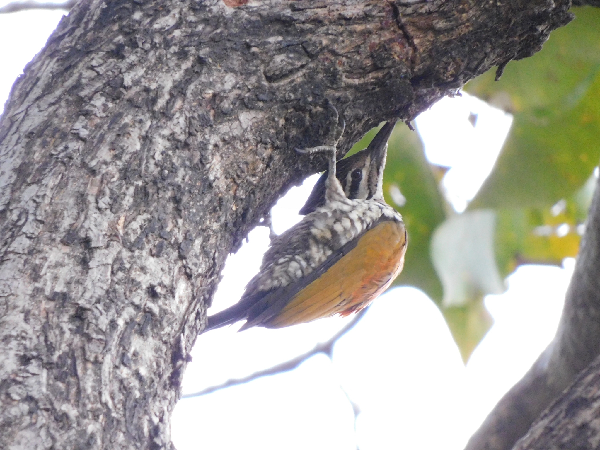 Himalayan Flameback (Dinopium shorii), photo 3