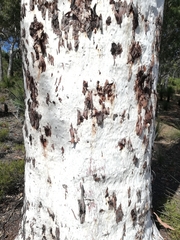 Eucalyptus accedens