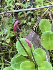 Dodecatheon