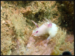 Hypselodoris bullockii