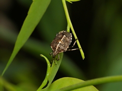 Oncocoris geniculatus