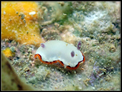 Goniobranchus rubrocornutus