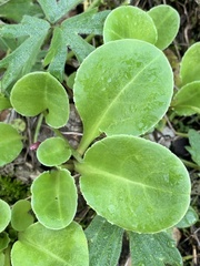 Dodecatheon