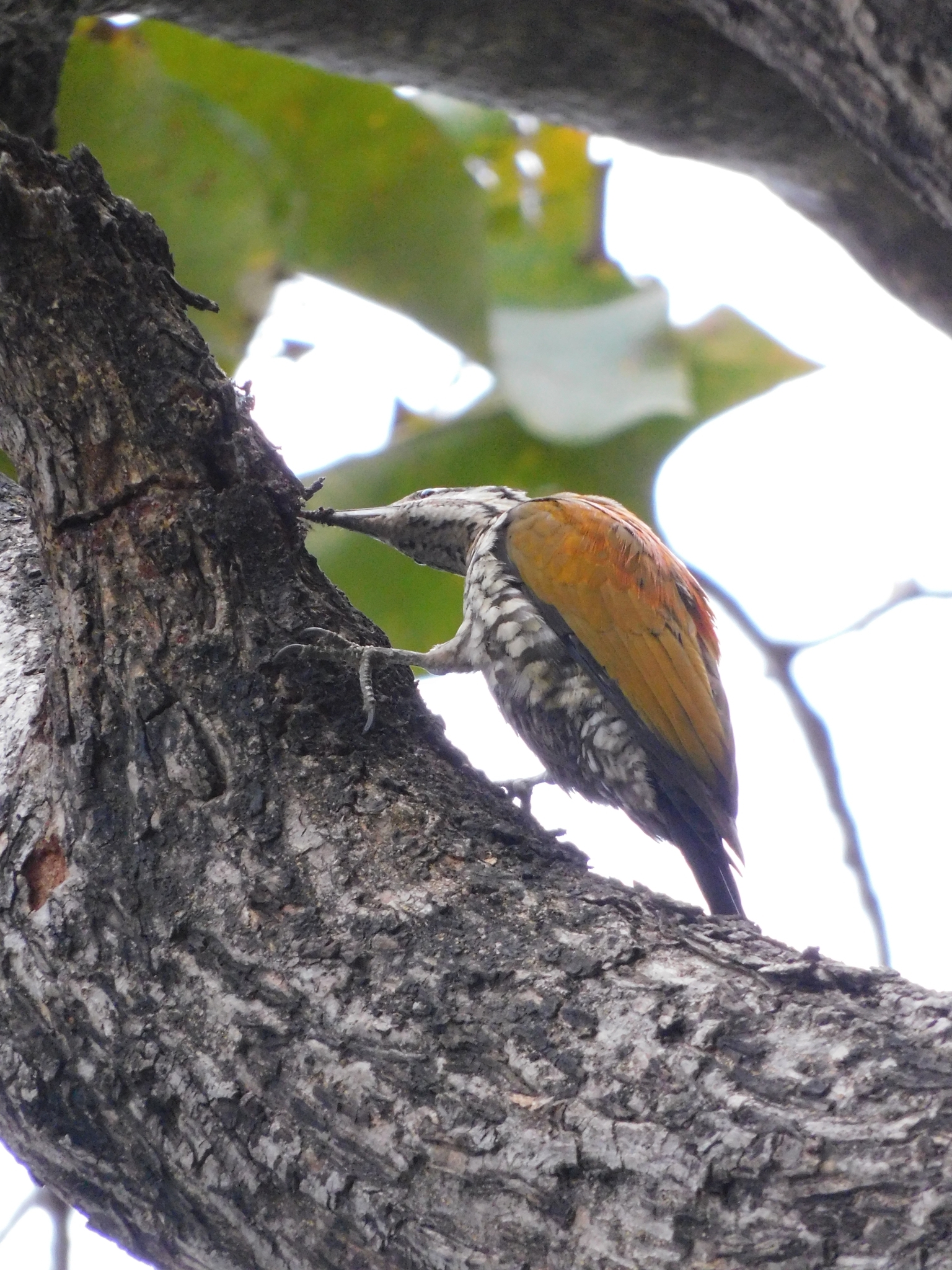 Himalayan Flameback (Dinopium shorii), photo 4
