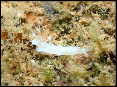Tritoniopsis elegans