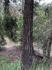 Eucalyptus tricarpa