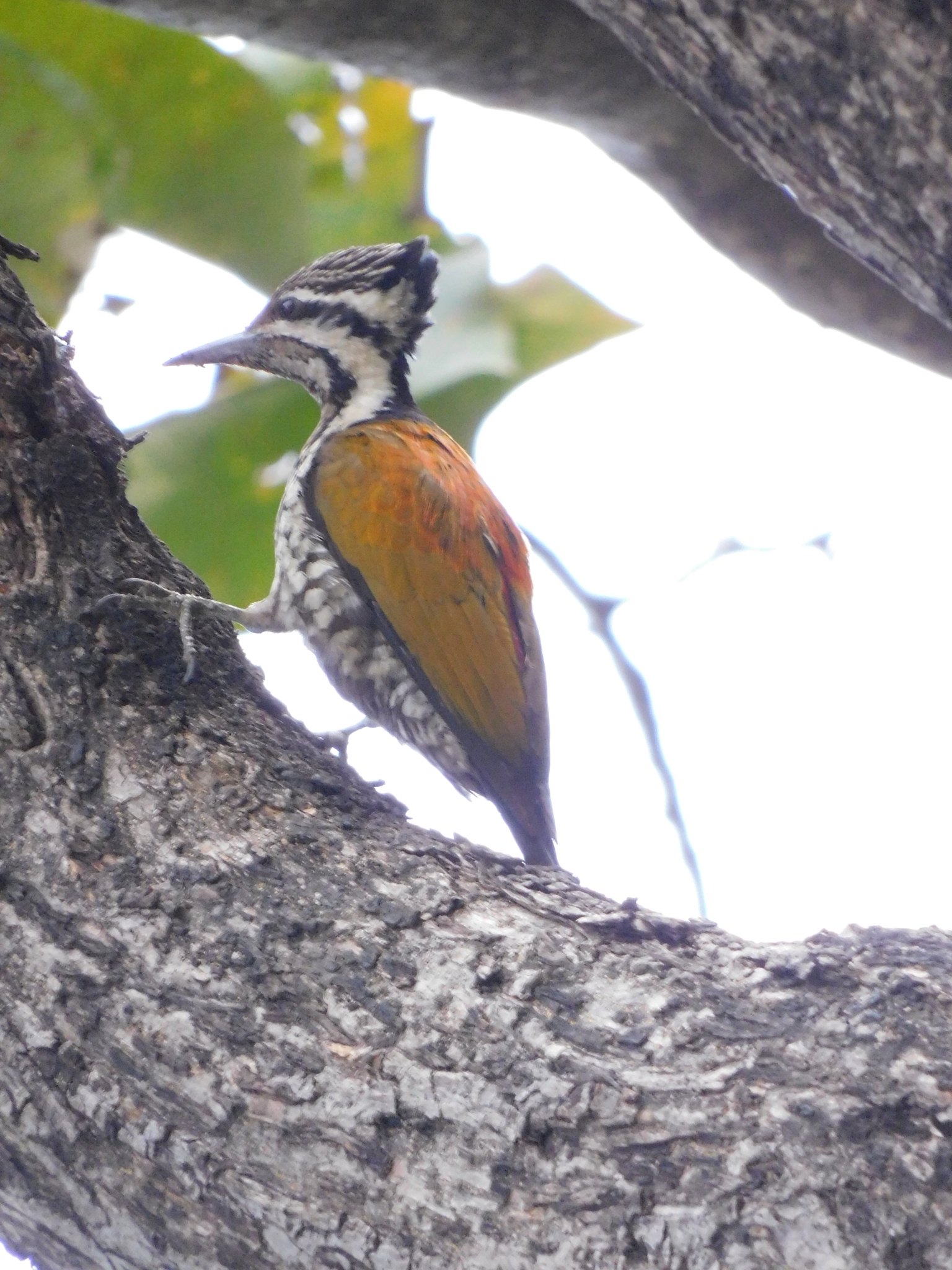 Himalayan Flameback (Dinopium shorii), photo 5