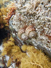 Lunella torquata