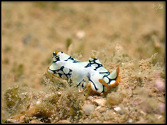 Pseudoceros scriptus