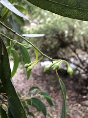 Eucalyptus tricarpa