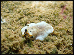 Pseudoceros heronensis