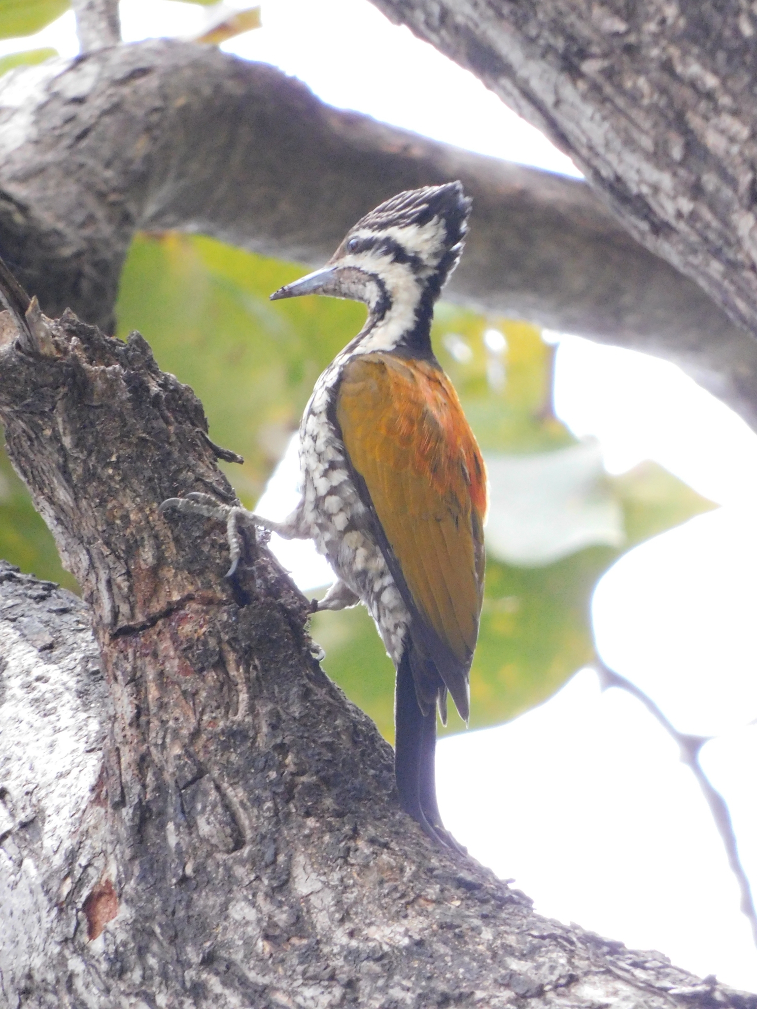 Himalayan Flameback (Dinopium shorii), photo 6