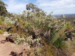 Hakea cristata