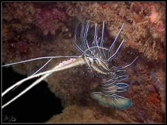 Panulirus versicolor