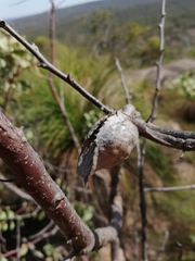 Hakea cristata