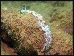 Hypselodoris tryoni