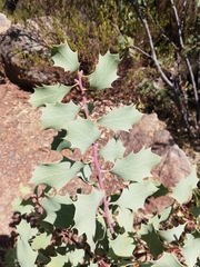 Hakea cristata